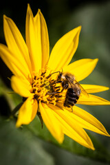 Macro of yellow flower with bee