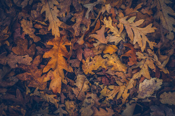 autumn leaf