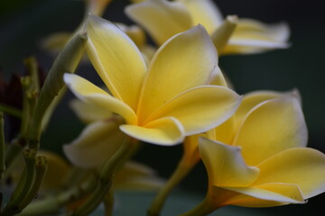 Fototapeta premium yellow flower