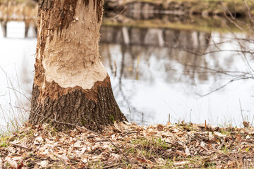 Fototapeta premium Beaver bitten tree on the coast of the pond