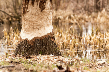 Beaver bitten tree on the coast of the pond