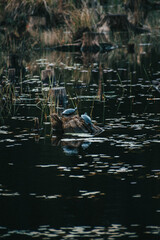 turtles sitting on a log