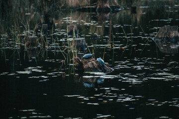 turtles sitting on a log