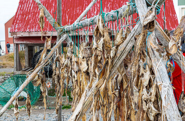 Stockfish in Iceland hang on a wooden frame..