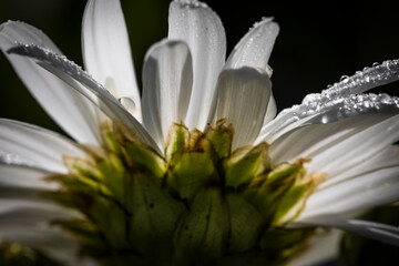 Macro of daisy flower