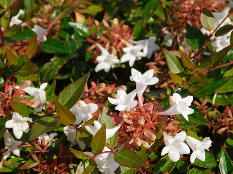 Abelia grandiflora hedge leaves and white flowers