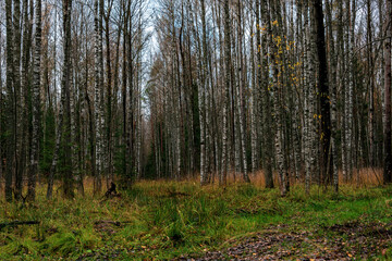 Autumn forest landscape with birch trunks.