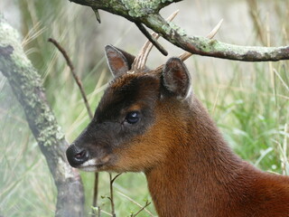 Nordpudu (Pudu mephistophiles), Ecuador. Die kleinste Hirschart der Welt.
