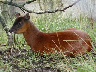 Nordpudu (Pudu mephistophiles), Ecuador. Die kleinste Hirschart der Welt.