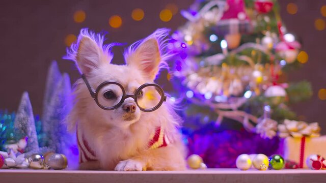 cute pretty brown chihuahua lap dog wear red sweater sit relax with christmas tree and festive decorative object celebration festival animal pet concept