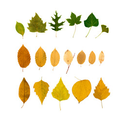 Set of Dry Leaves Bouquet Isolated on White Background