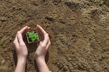 micro greens seedlings in soil . Healthy organic and vegan food concept, horticulture and cultivation theme. copy space