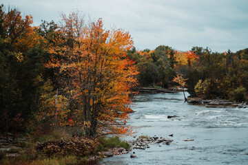 river with fall trees