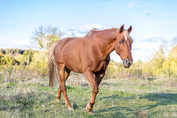 Fototapeta premium beautiful red horse trotting across a yellow field on a sunny day