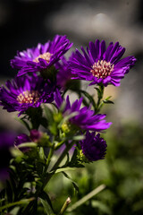  Macro of purple flower
