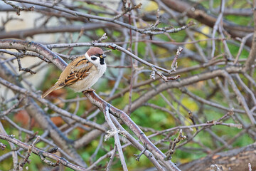 A Sparrow sits on an Apple tree branch in the autumn sun