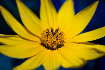  Macro of yellow flower