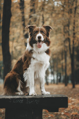 border collie dog