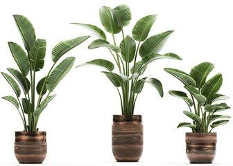 Fototapeta na wymiar tropical plants Strelitzia in a pot on a white background
