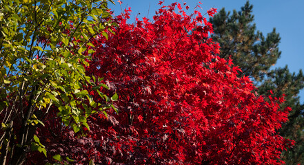 autumn in Europe, colours like during an Indian summer, with leafs of stunning trees as background, wallpaper and greeting card. 