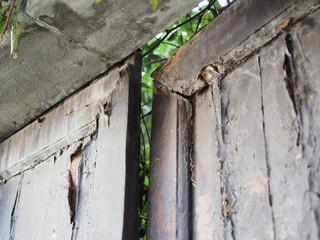 Old half-closed door, you can see the vegetation.