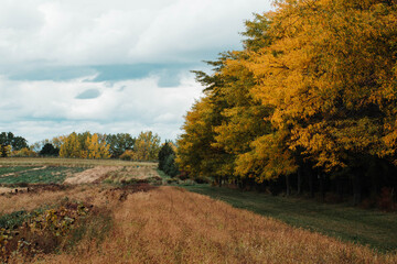 Naklejka premium tree in a field