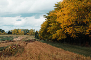 Fototapeta premium tree in a field