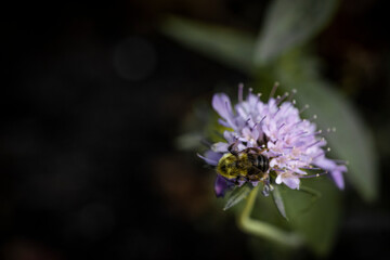 Macro of bee on purple flower