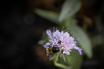  Macro of bee on purple flower