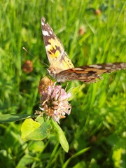 butterfly on a flower