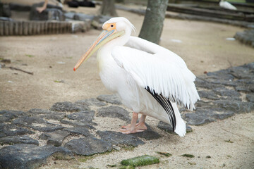 モモイロペリカン