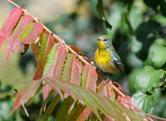 Northern Parula Warbler Foraging in Fall
