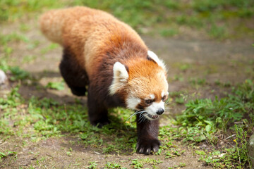 レッサーパンダ