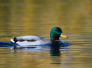 Male Mallard Swimming in Dark Yellow Green Water in Fall
