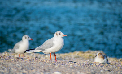 Seagulls on the beach, on the sand. Sea birds