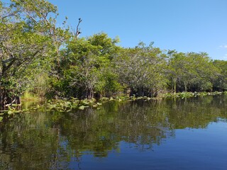 Fototapeta na wymiar Everglades, Florida, USA