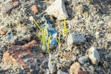 Young plants growing in the field among the rubbish
