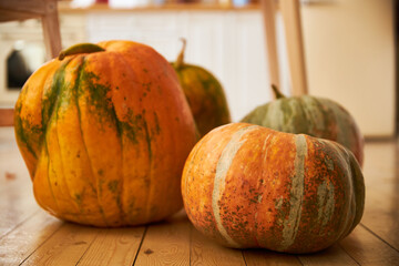 Large and small pumpkins from the autumn harvest on the wooden floor of a light wooden kitchen