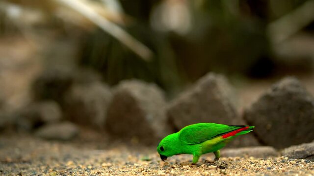 Very small and cute bright green parrot loriculus galgulus or blue crowned parrot, biting food.