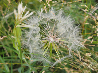 Taraxacum officinale. Common dandelion, round ball of silver tufted fruits usually called clock or blowball.