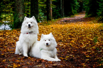 white samoyeds dogs in the autumn view