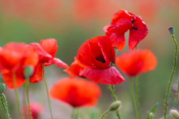 Obraz na płótnie Canvas Blooming poppy field. Red poppy flower close up