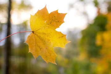 autumn maple leaves. on the background of nature