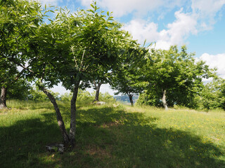 Fototapeta na wymiar Chestnut wood of the Bolognese Apennines, Emilia Romagna, Italy