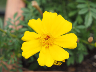 A beautiful yellow flower of Bidens.