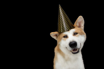 Akita dog puppy celebrating new year, birthday, carnival wearing a polka party hat. Isolated on black background.