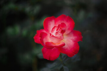 red rose in a garden