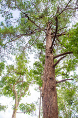 Very tall tree in the forest mountain, Thailand, Asia.