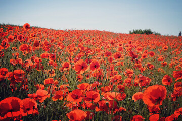 Red common field poppies flowering in the early summer. © Alexandra
