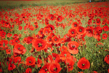 Red common field poppies flowering in the early summer.